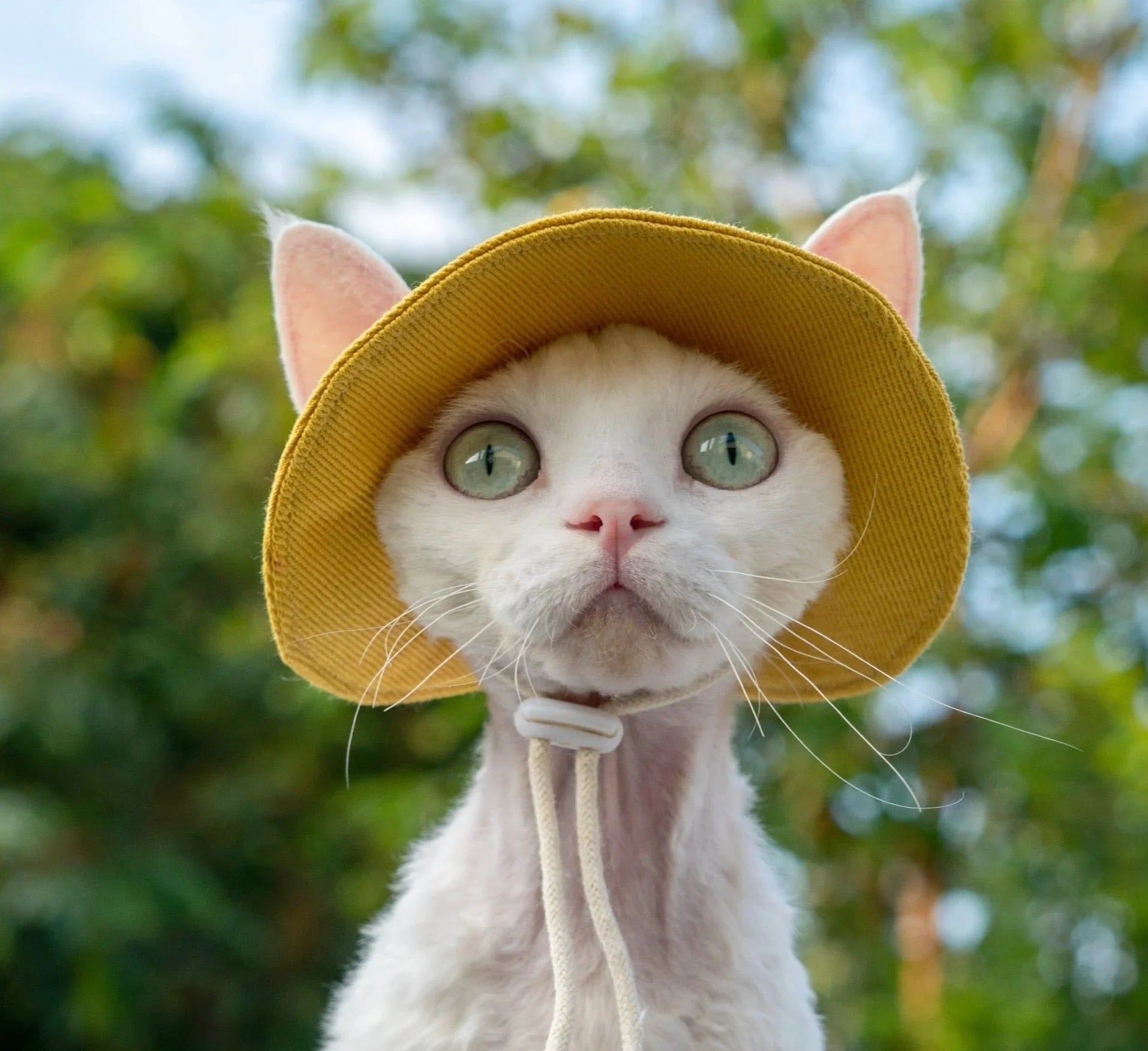 Paw Star Güneş Koruyucu Kedi Şapkası - MAKKA