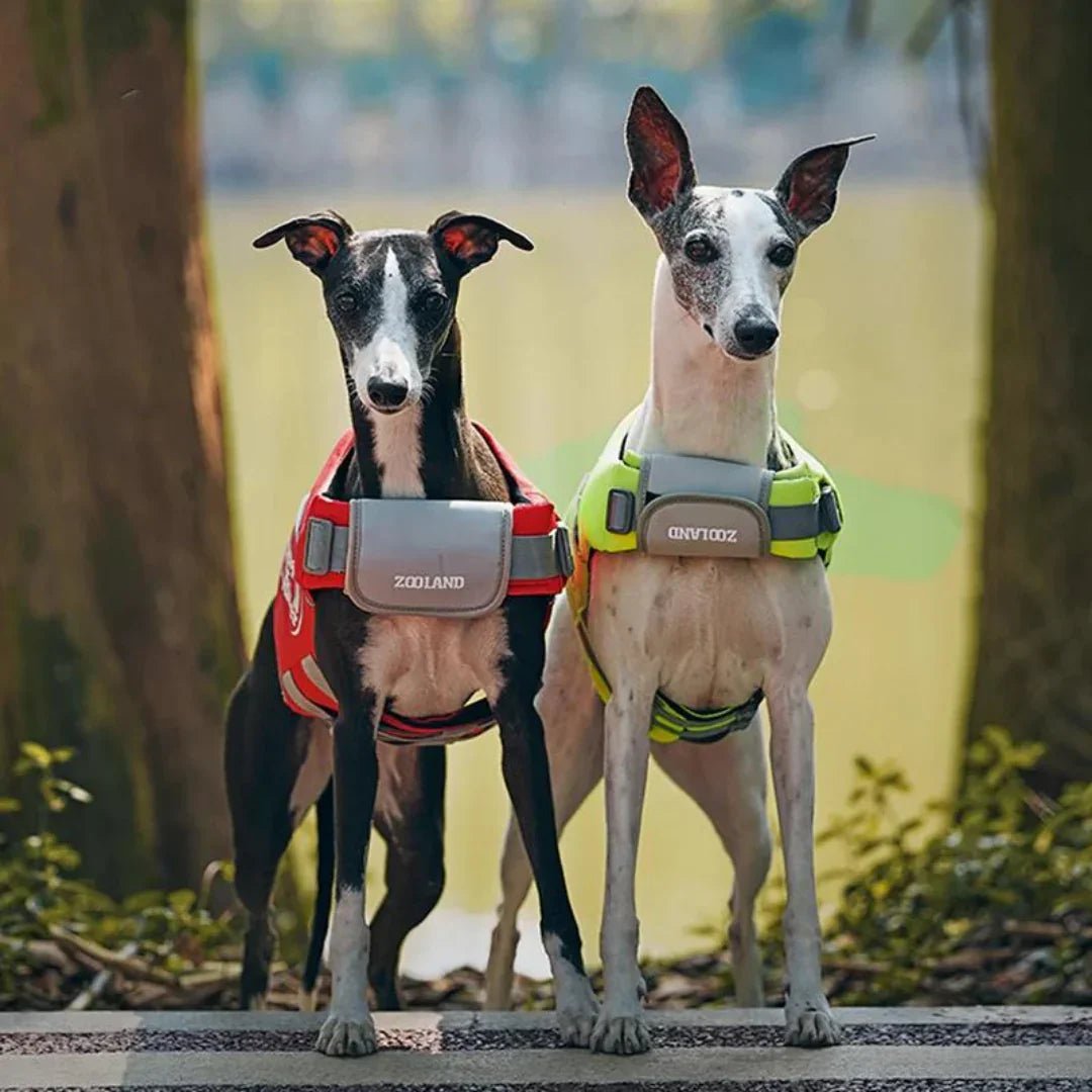 Paw Star Köpek Can Yeleği - MAKKA