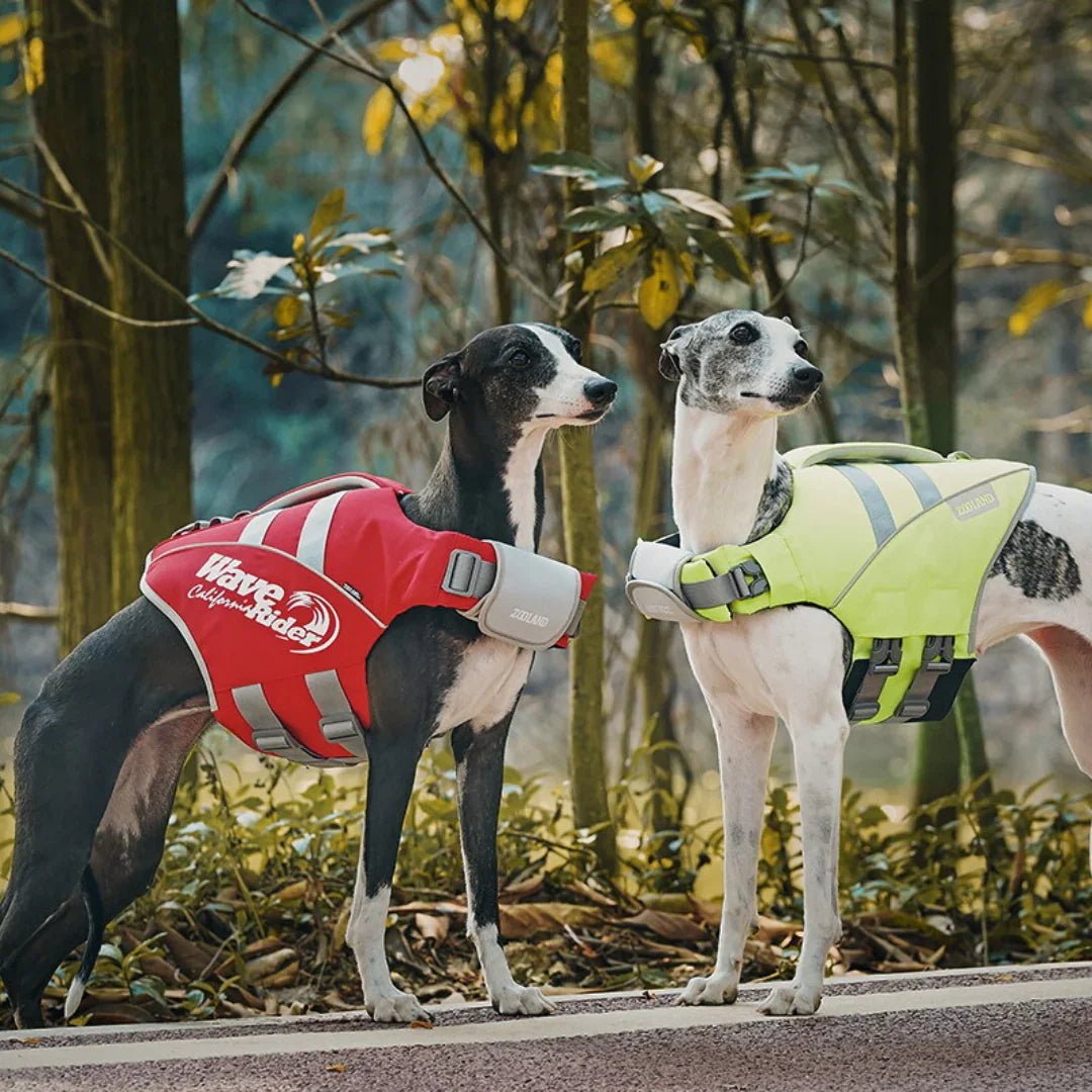 Paw Star Köpek Can Yeleği - MAKKA