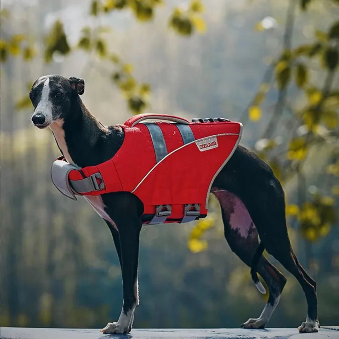 Paw Star Köpek Can Yeleği - MAKKA