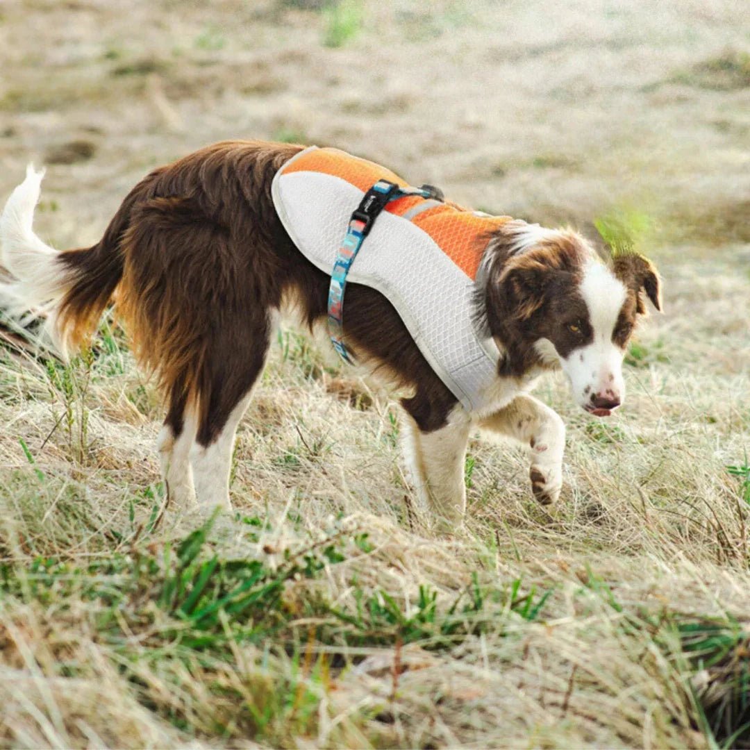 Paw Star Köpekler İçin Soğutucu Yelek - MAKKA