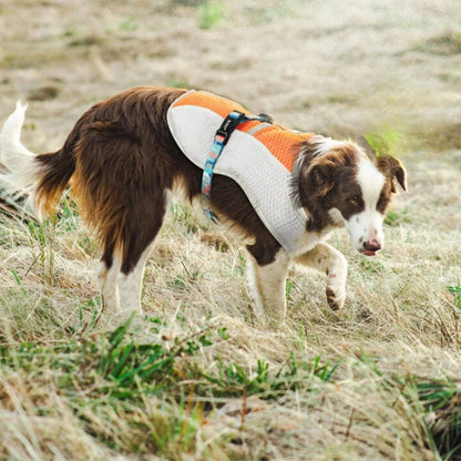 Paw Star Köpekler İçin Soğutucu Yelek - MAKKA