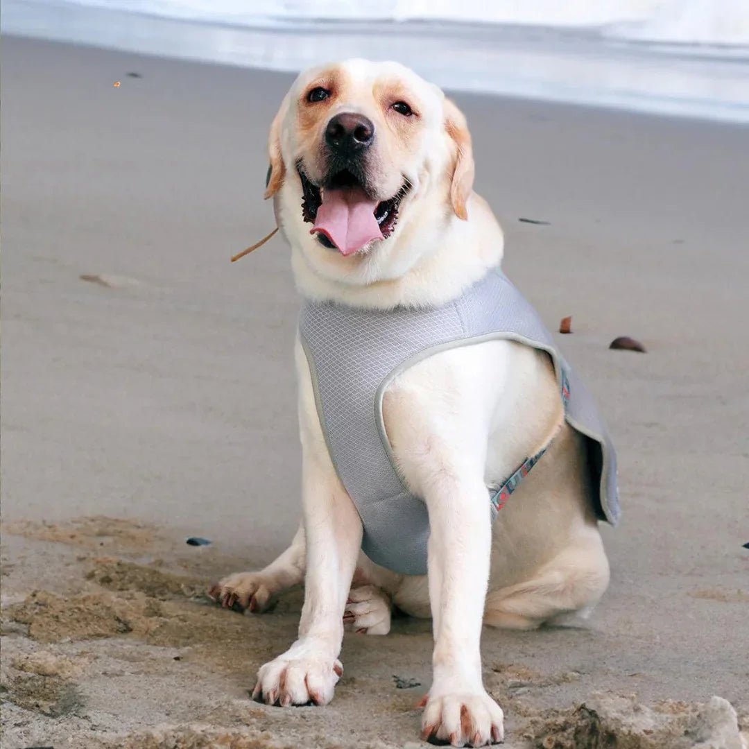 Paw Star Köpekler İçin Soğutucu Yelek - MAKKA