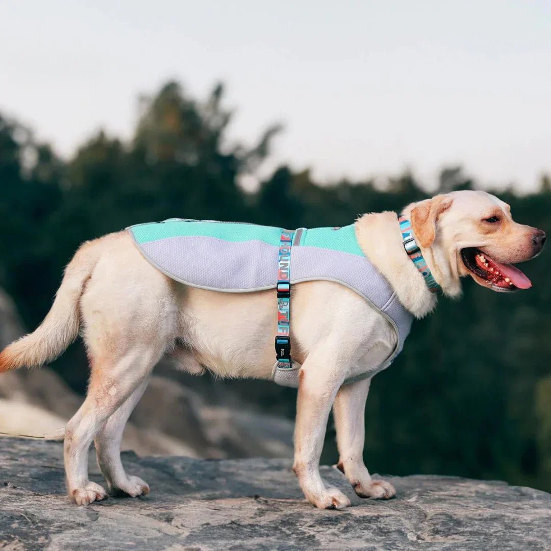 Paw Star Köpekler İçin Soğutucu Yelek - MAKKA