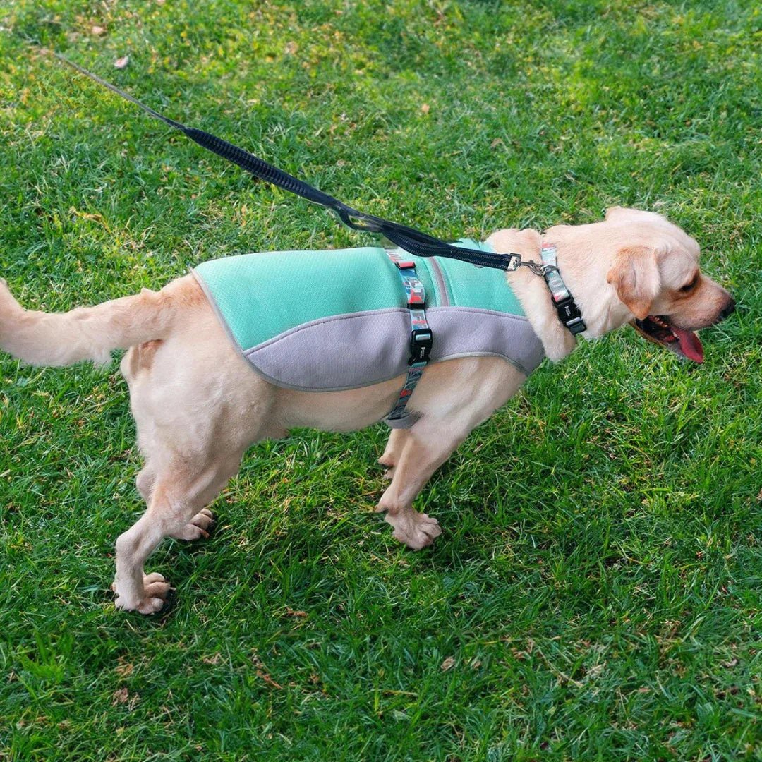 Paw Star Köpekler İçin Soğutucu Yelek - MAKKA