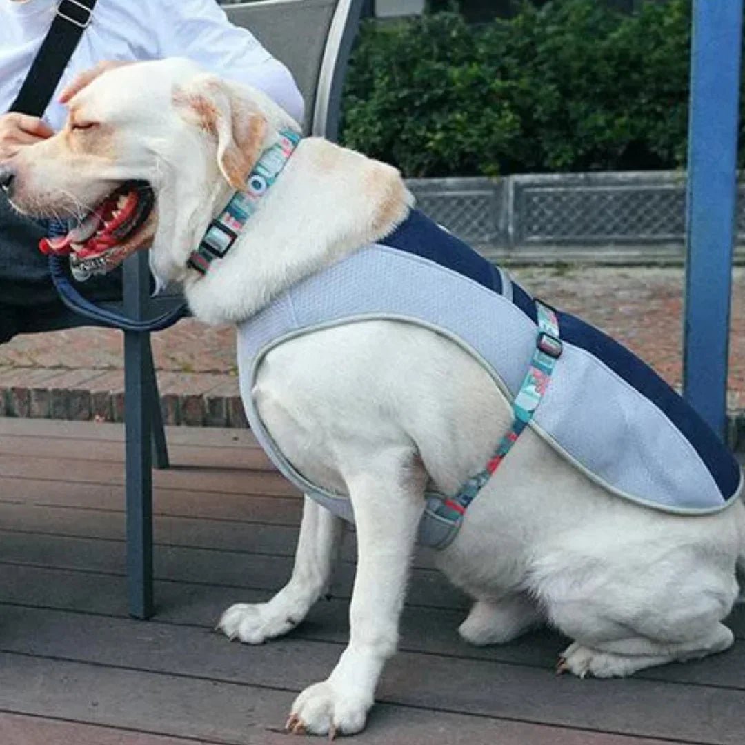 Paw Star Köpekler İçin Soğutucu Yelek - MAKKA