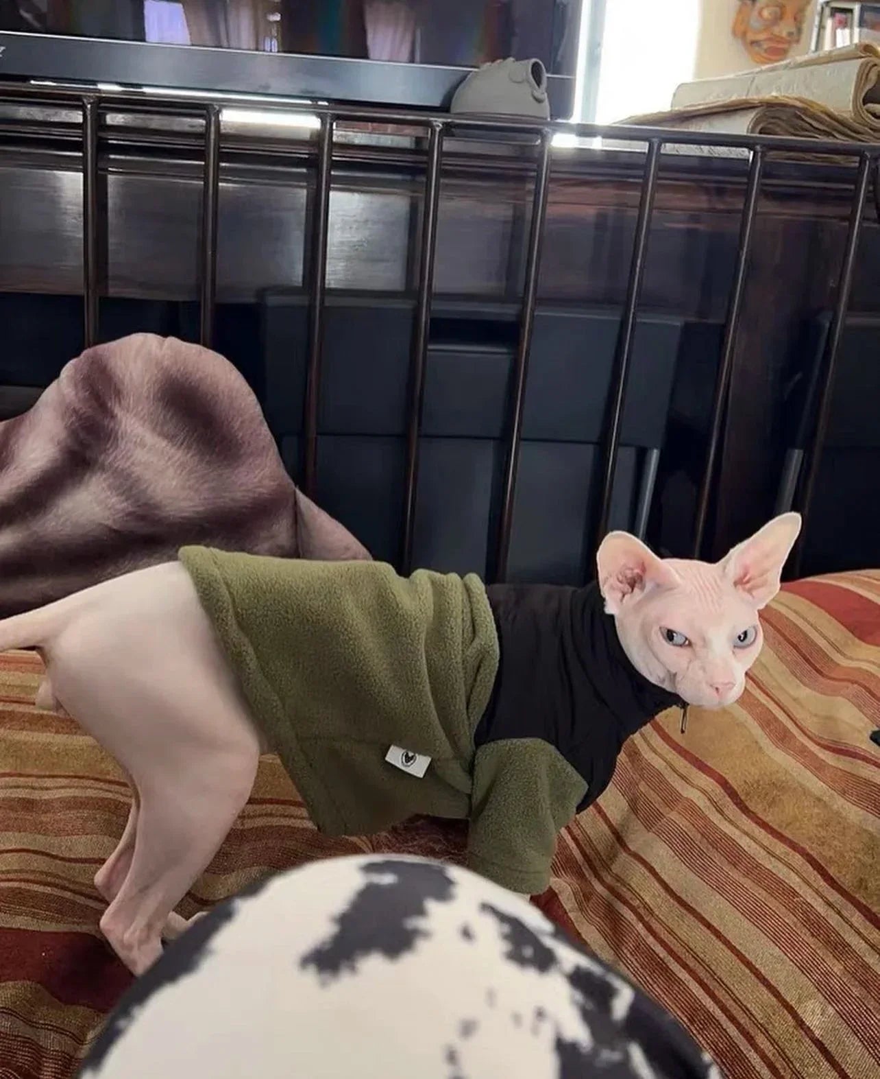 Paw Star The Cat Face Polar Ceket Kedi Kıyafeti - MAKKA